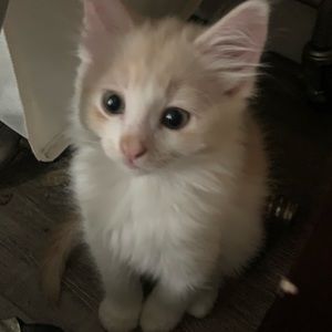 Meet your Posher, Celeste